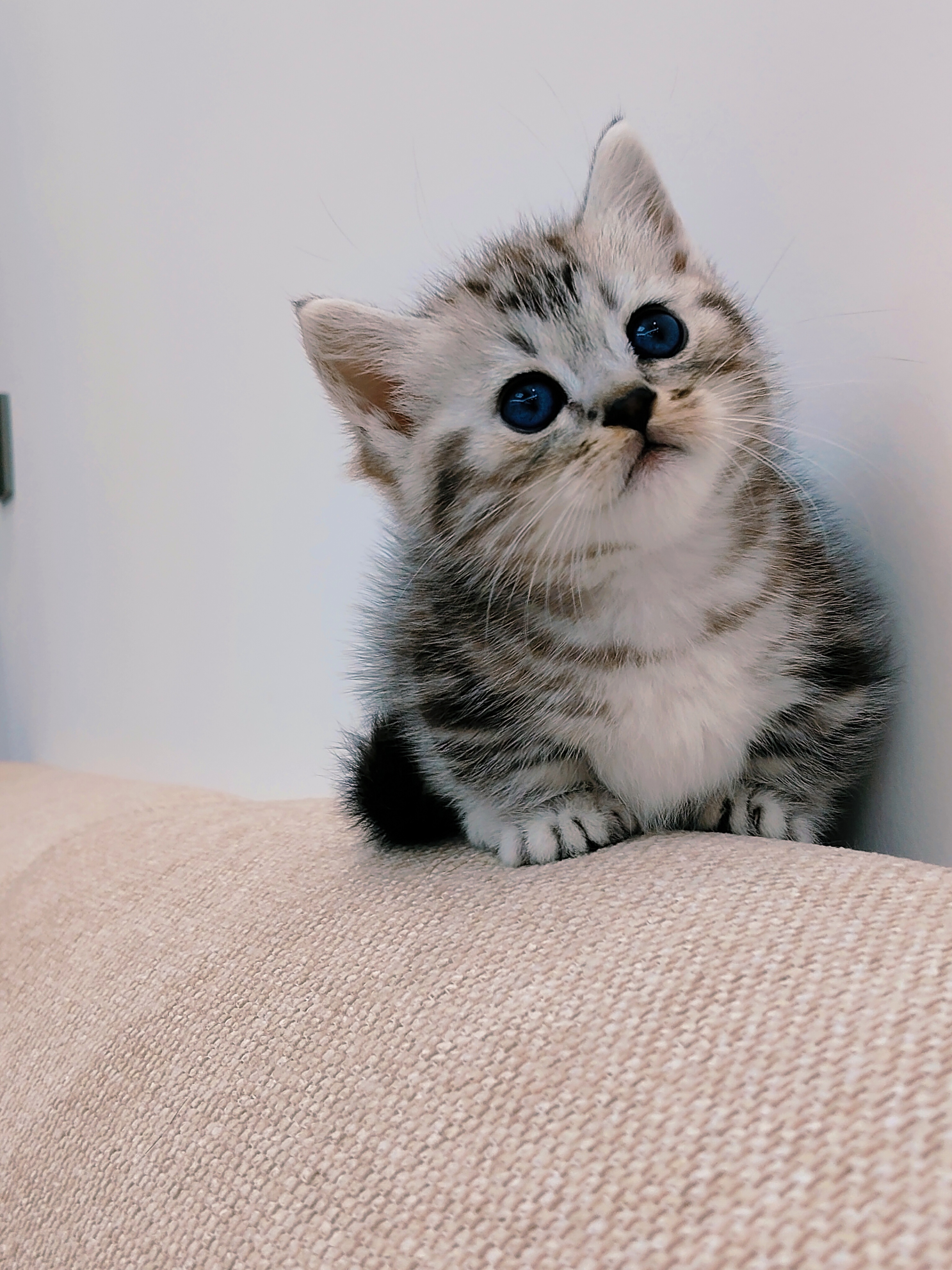 矮脚虎斑妹妹一只